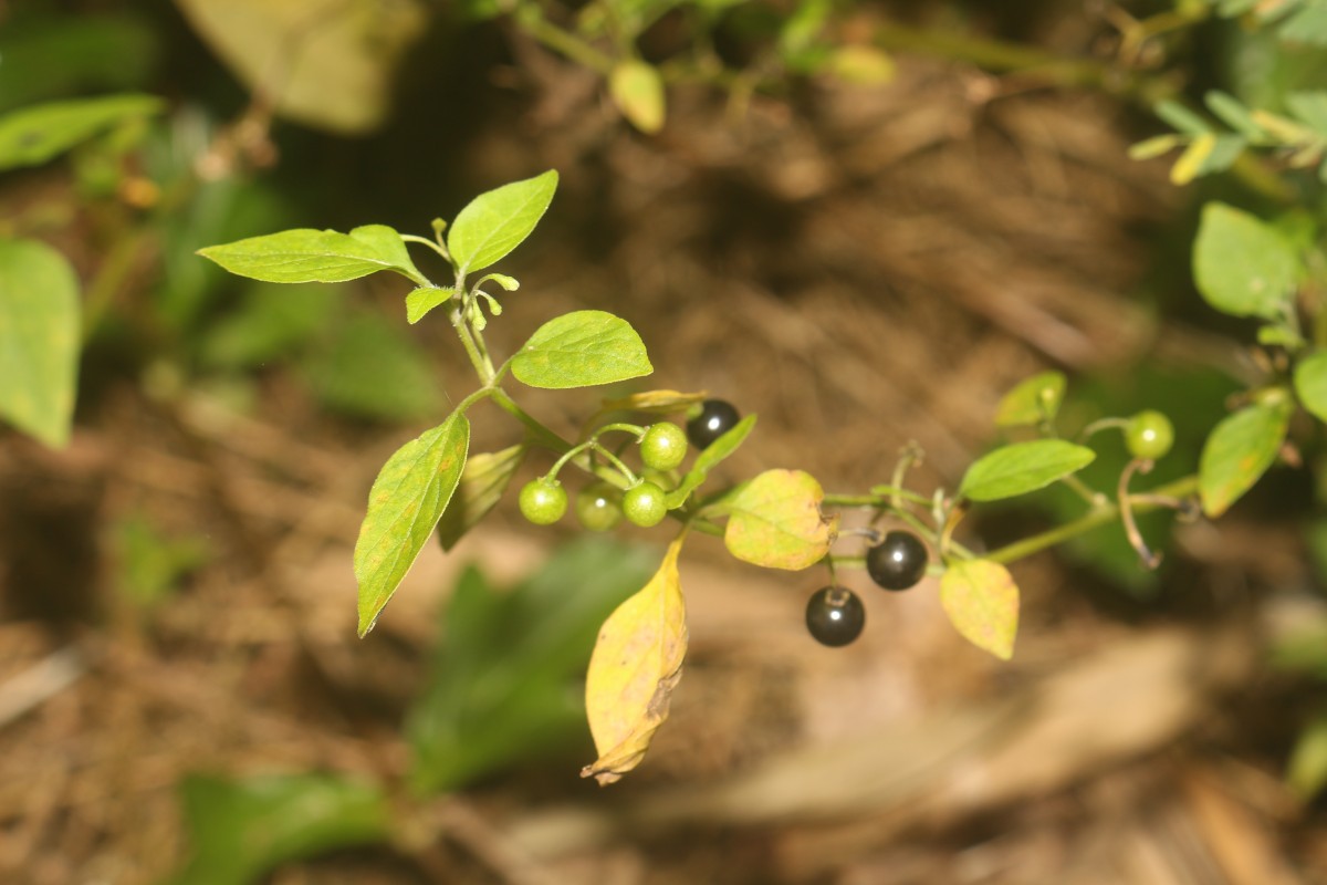 Solanum americanum Mill.